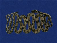 藏品(大頭蛇)的圖片